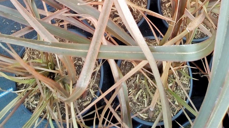 Spider mites on phormium